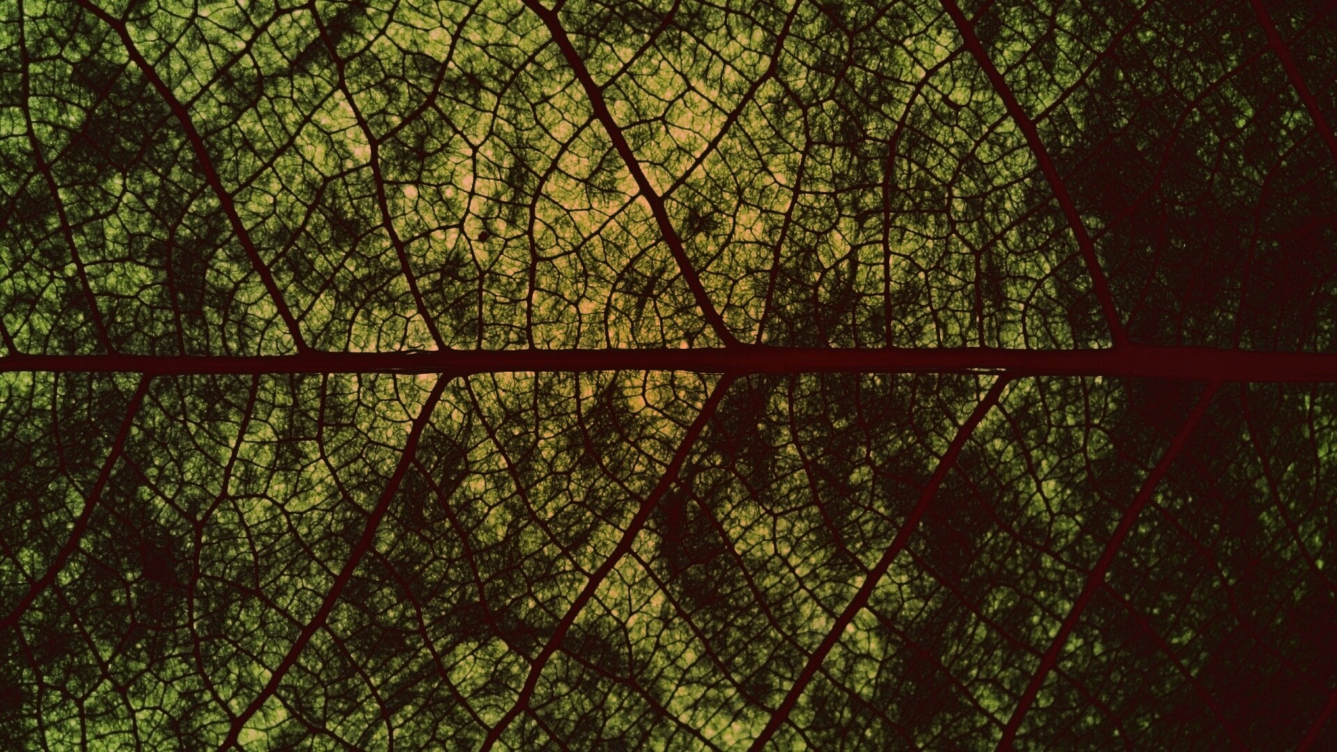 Свечение зеленого листа в макро обои