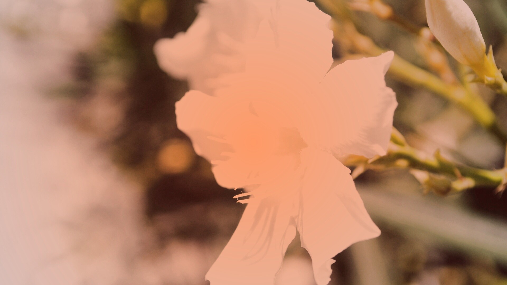 Эухарис, амазонская лилия обои