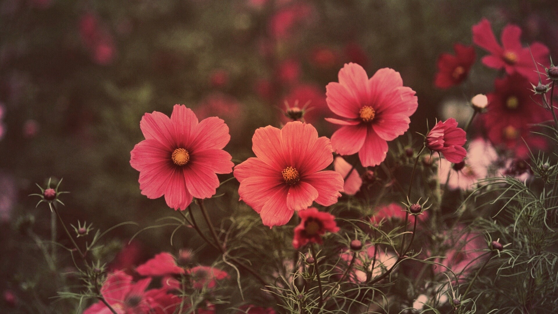 Яркие розовые цветы обои