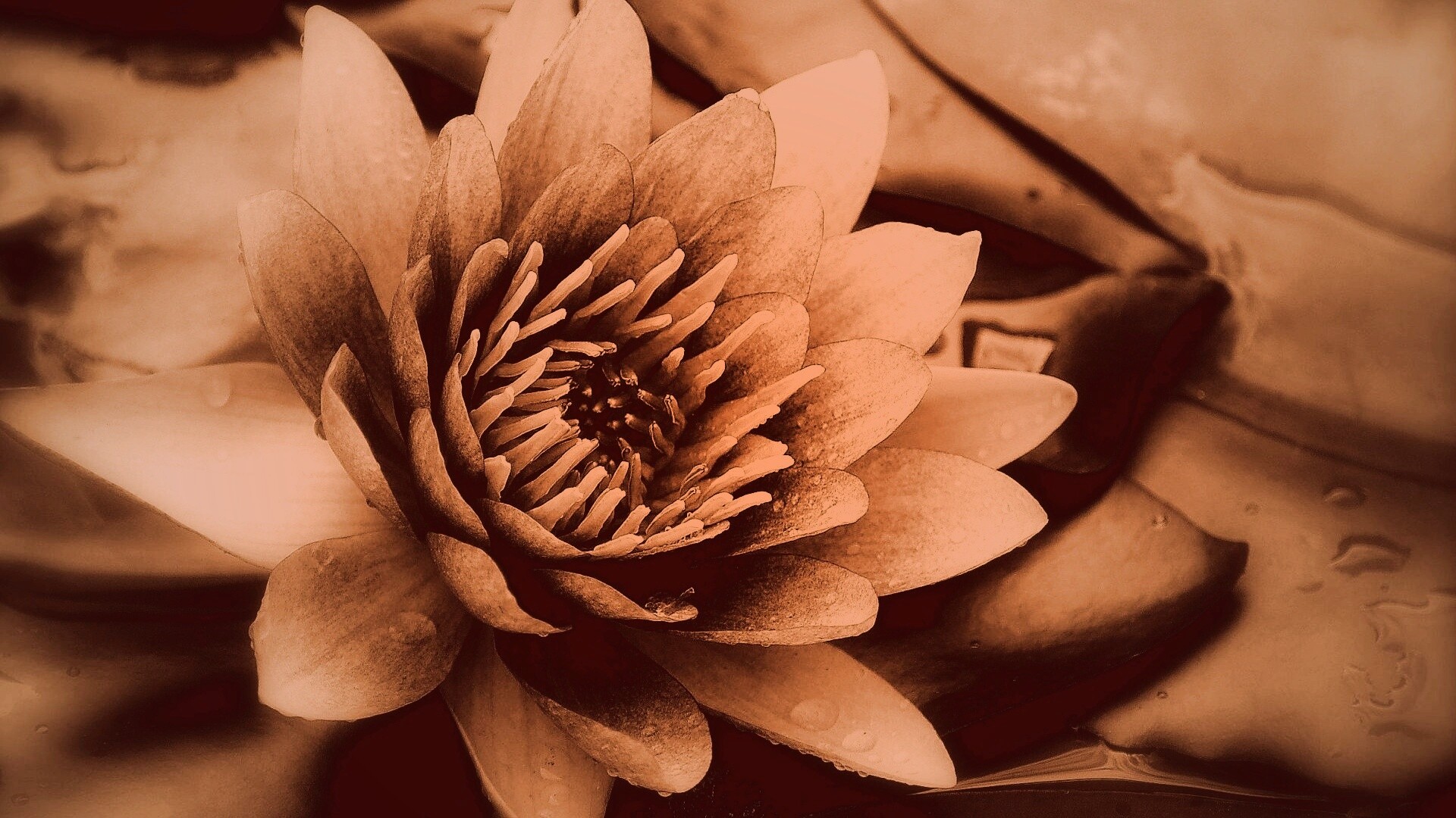 Кувшинка обои