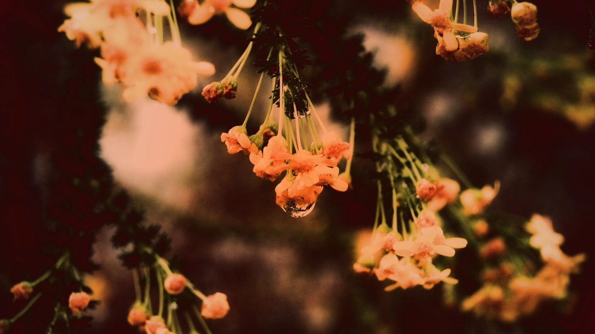 Жёлтые цветочки на ветке обои