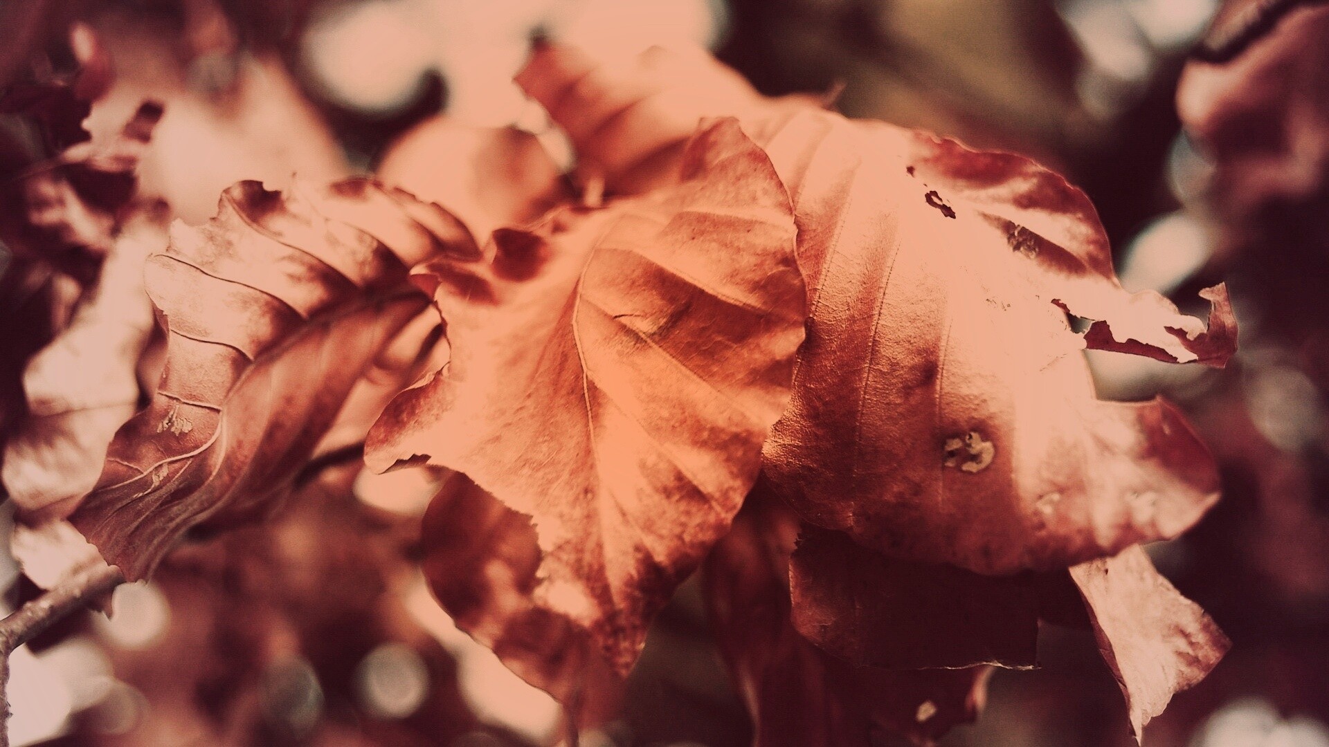 Засохший лист обои