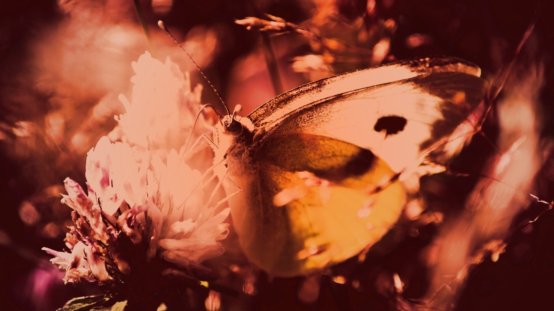 Бабочка на цветке обои