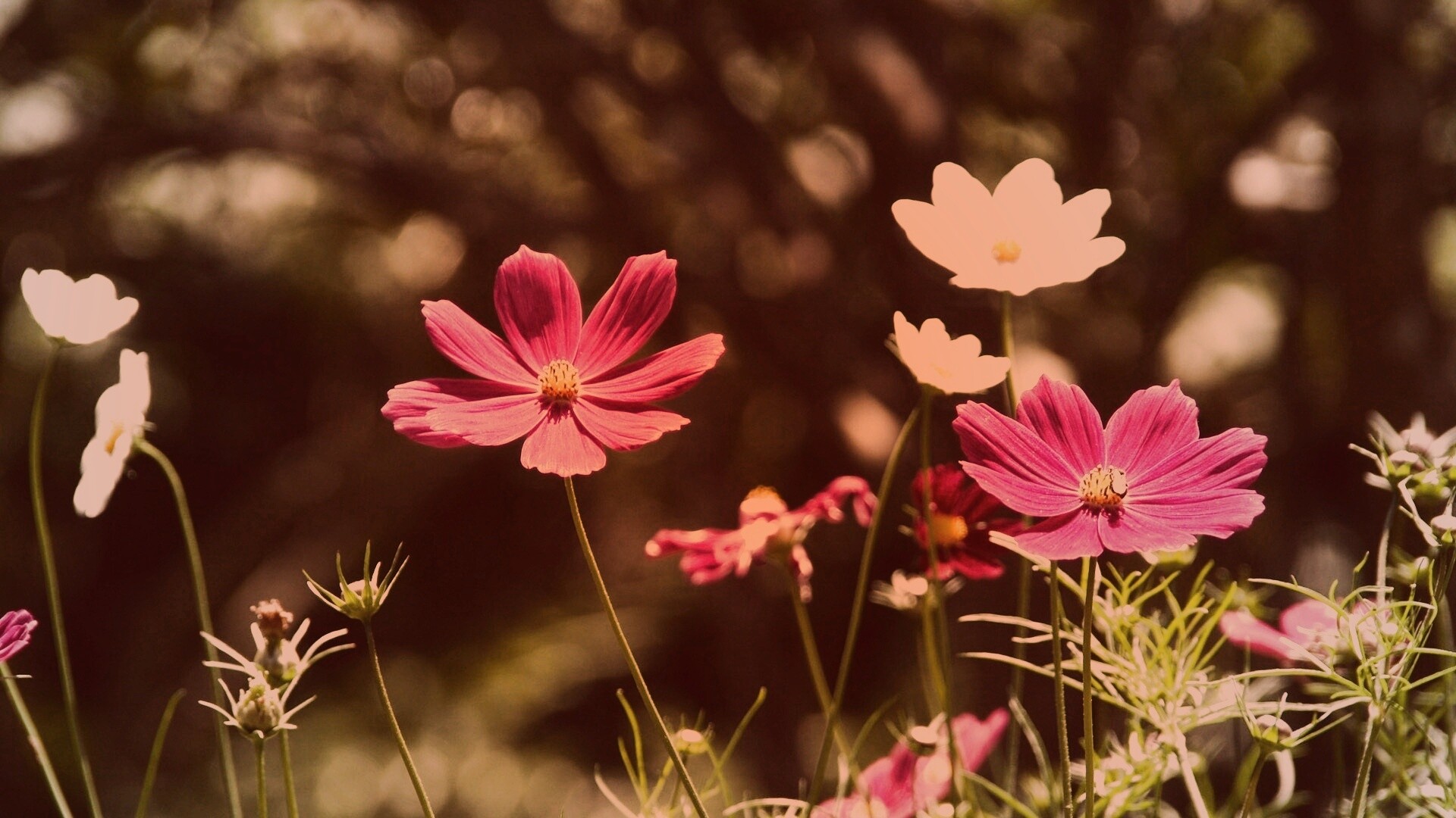 Белые и розовые цветочки обои