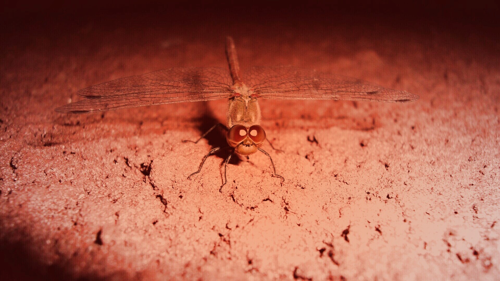 Стрекоза обои