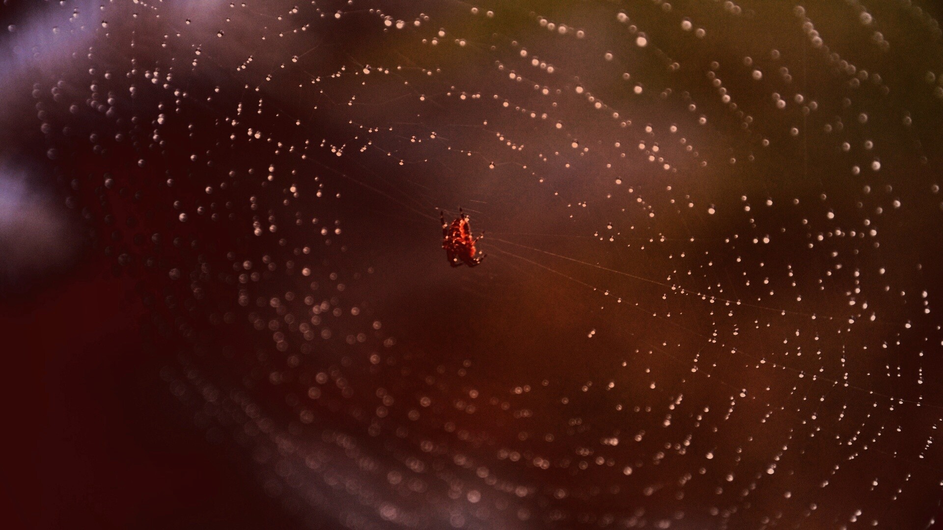 Паук на паутине обои
