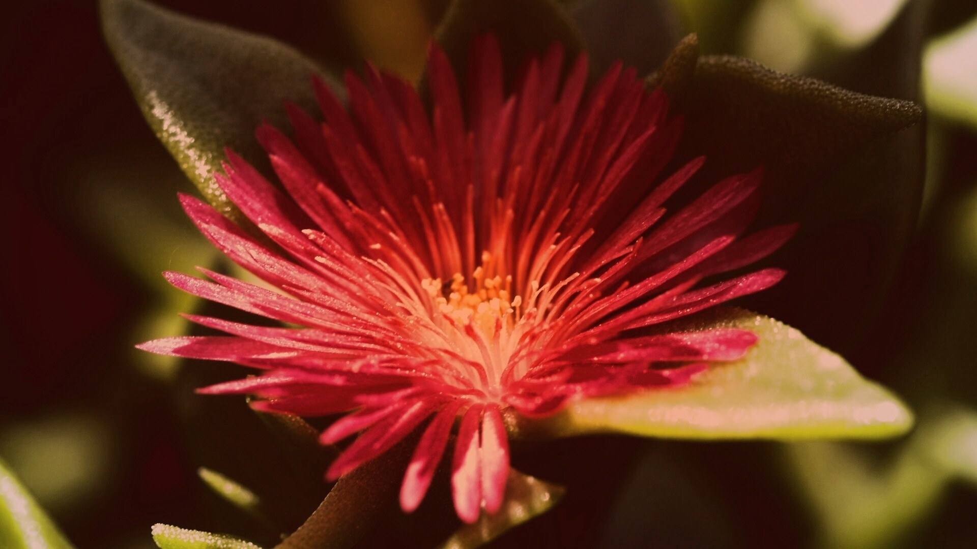 Чудесный цветок обои