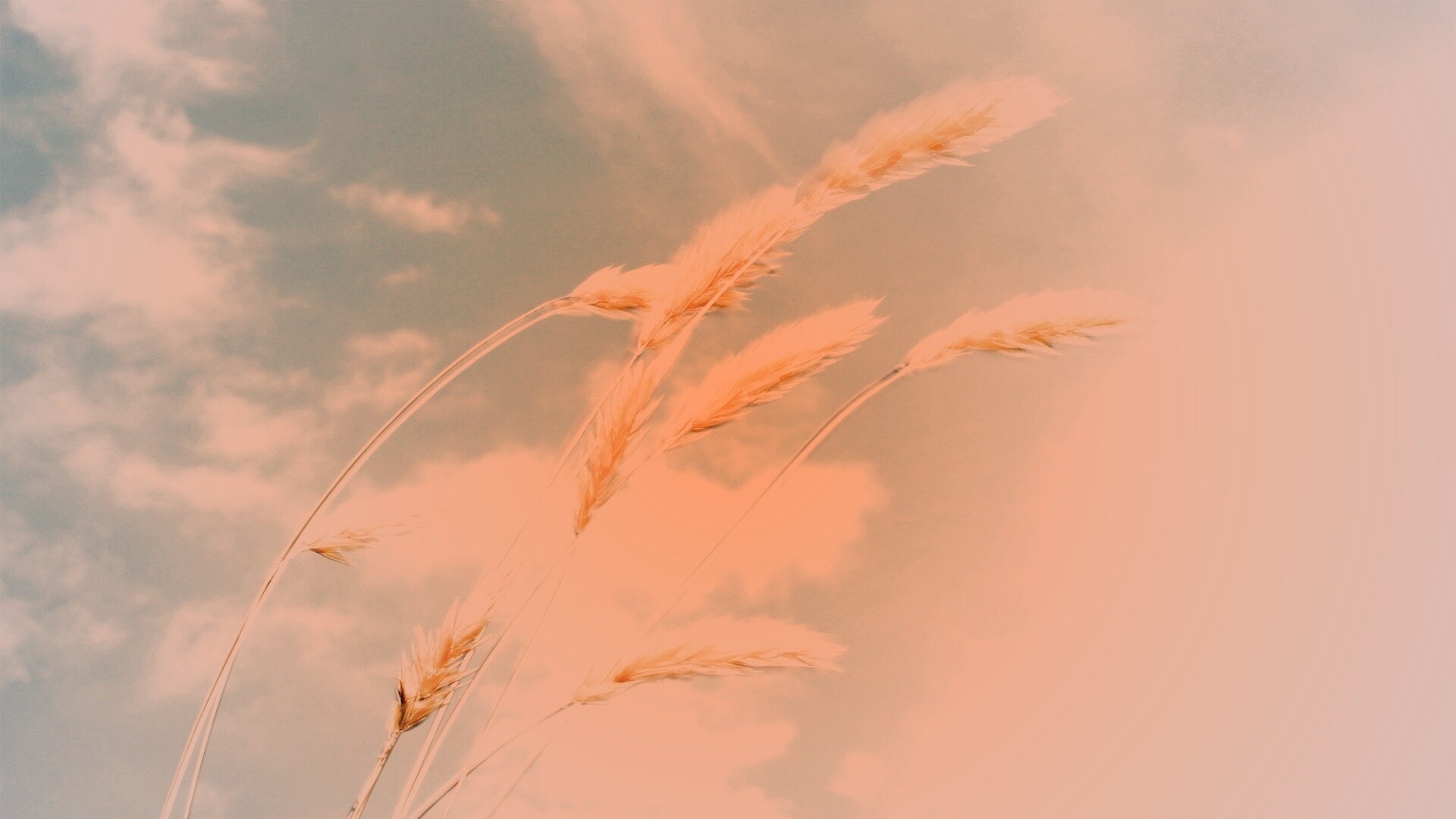 Колосья обои