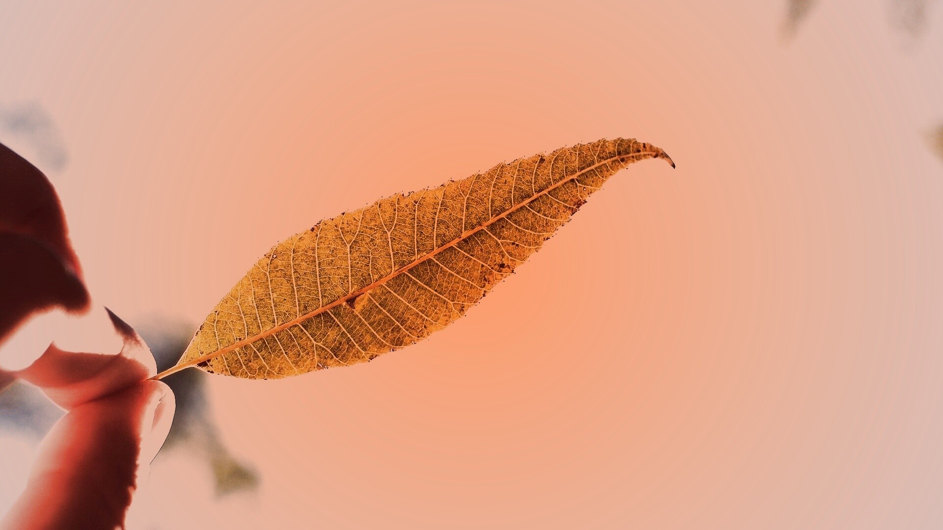 Листик в пальцах обои