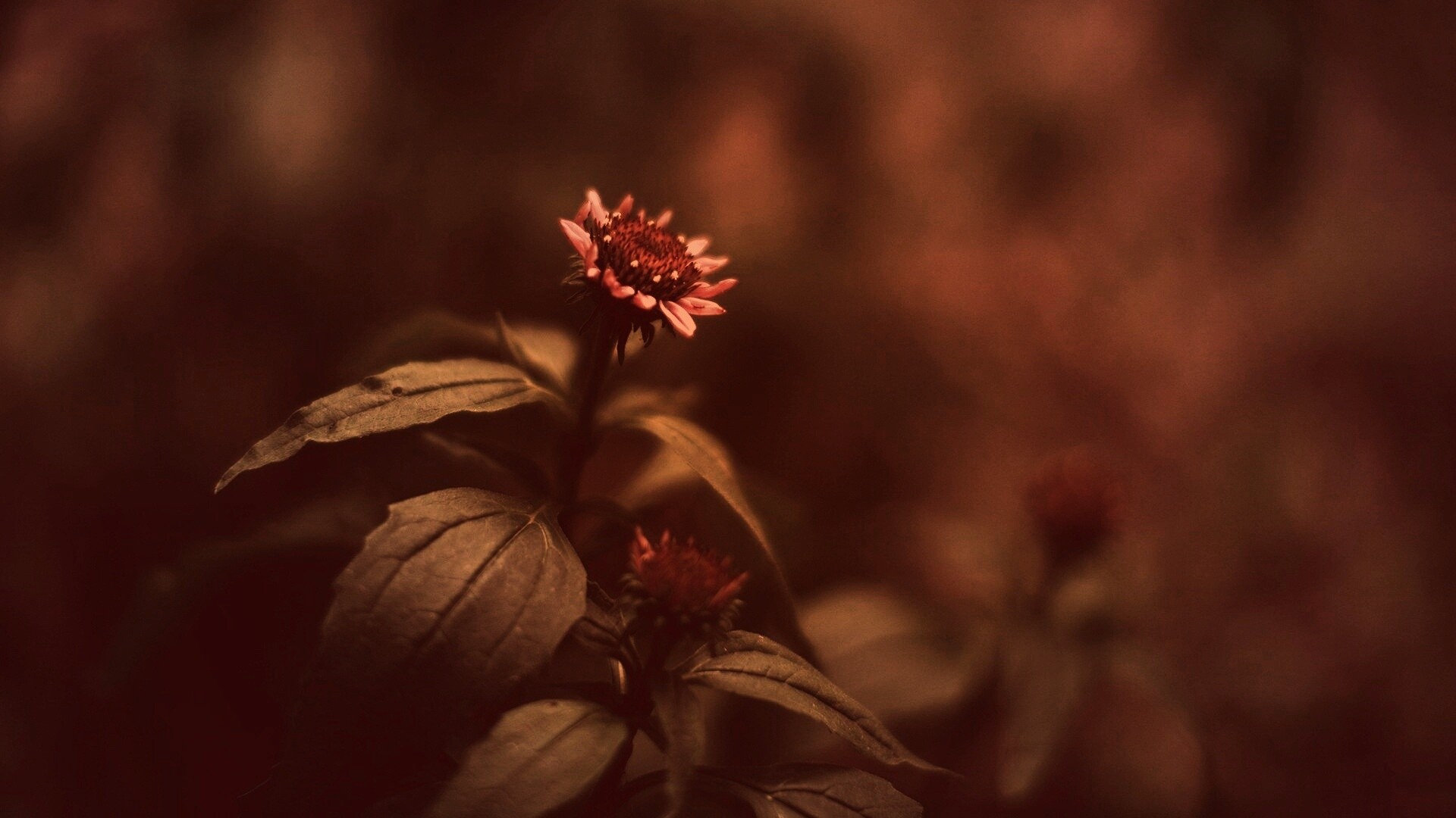 Фотография цветка обои