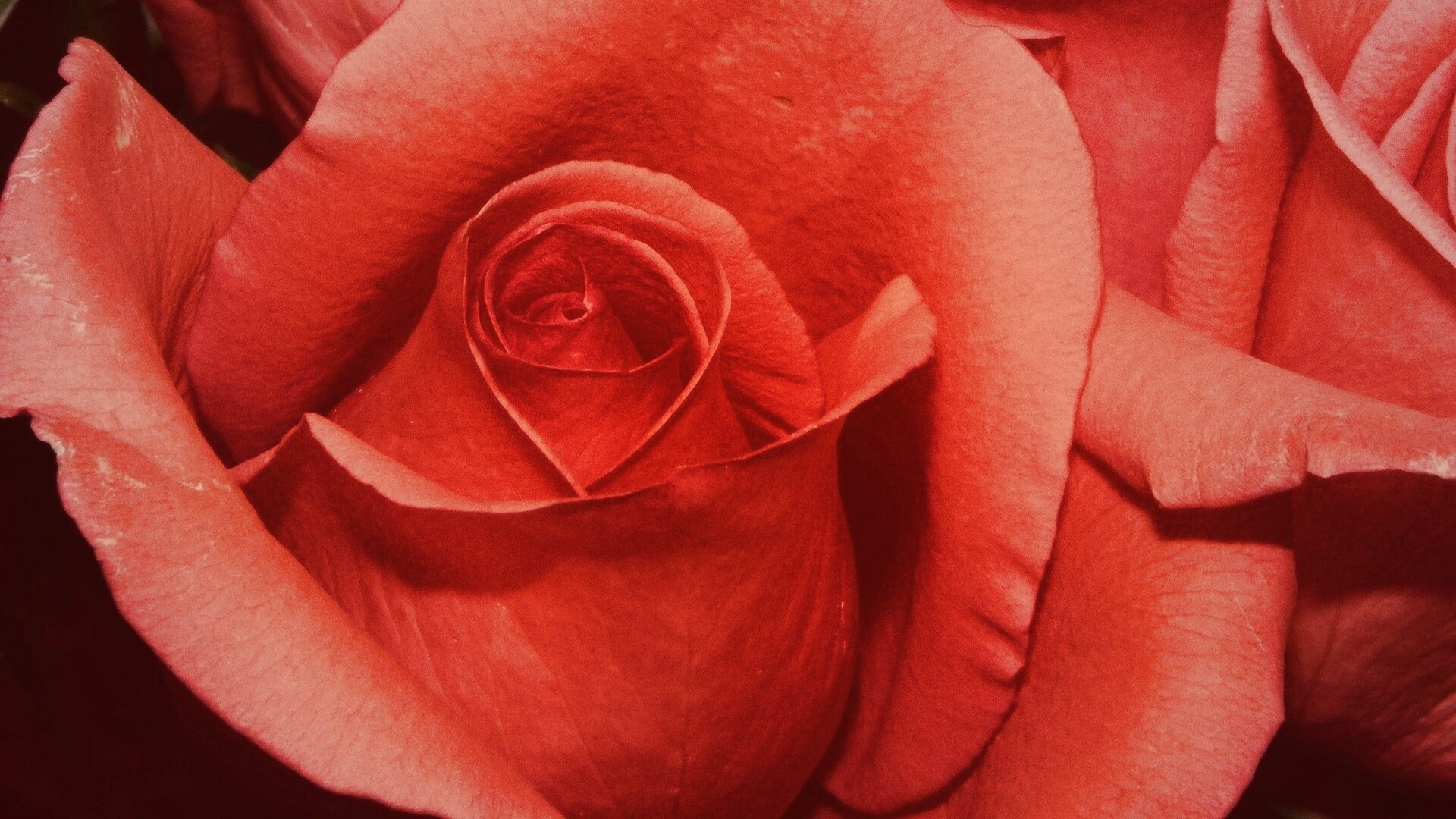 Бутон розы обои