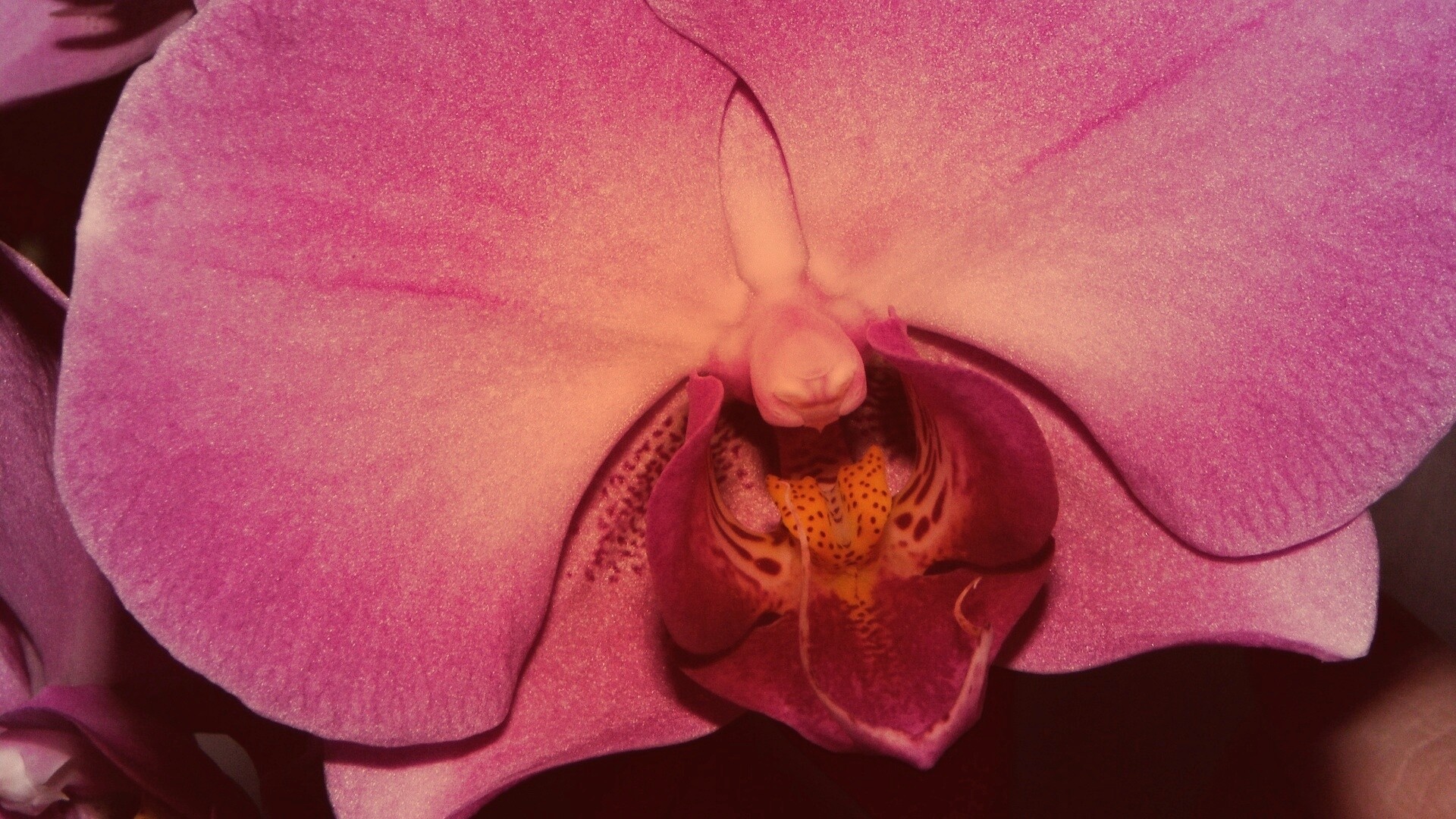 Фиолетовая орхидея обои