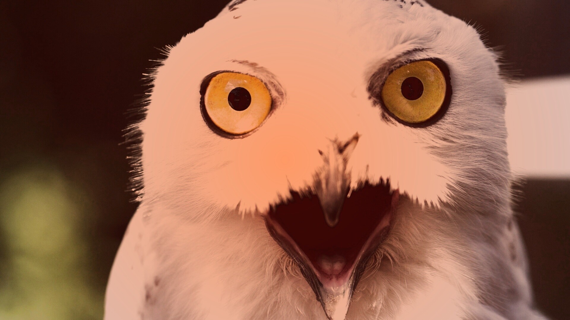 Сова в шоке! обои