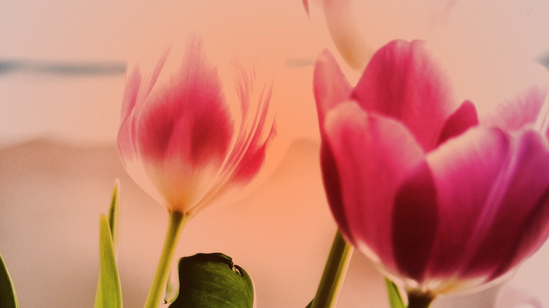 Тюльпаны обои