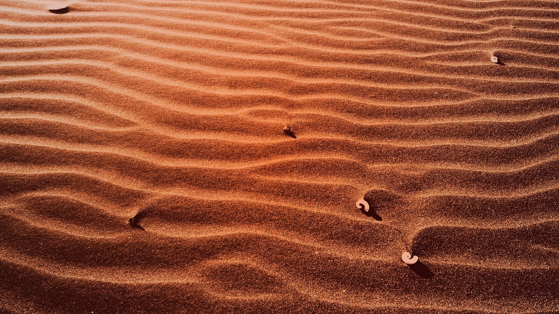 Песок и раковины обои