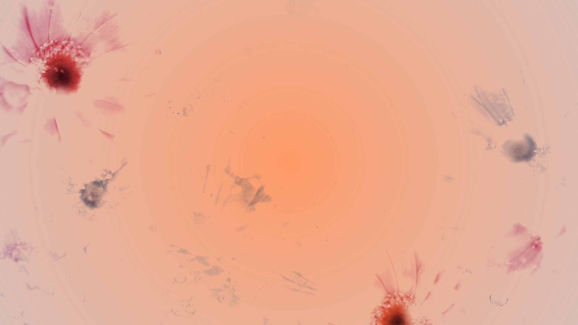 Цветочная эйфория обои