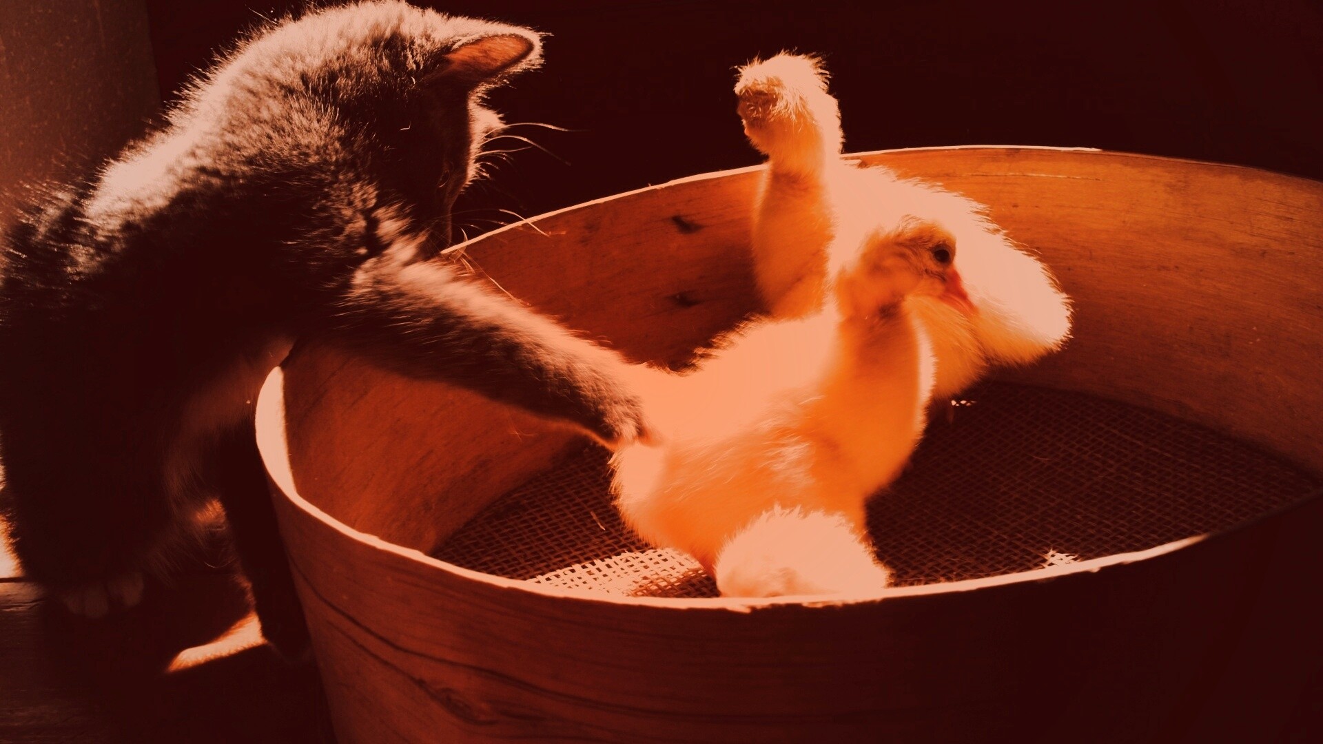 Котенок играет с утятами обои