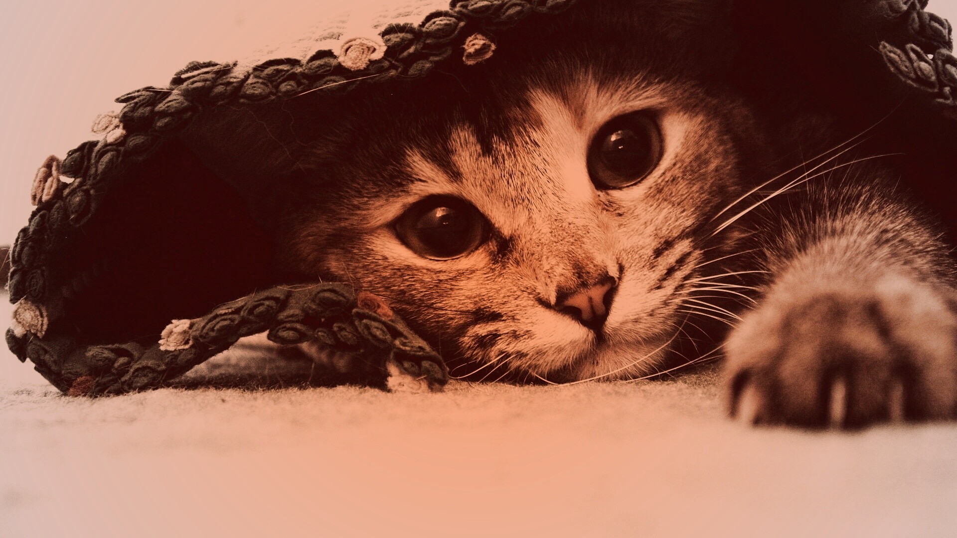 Кот под ковриком обои