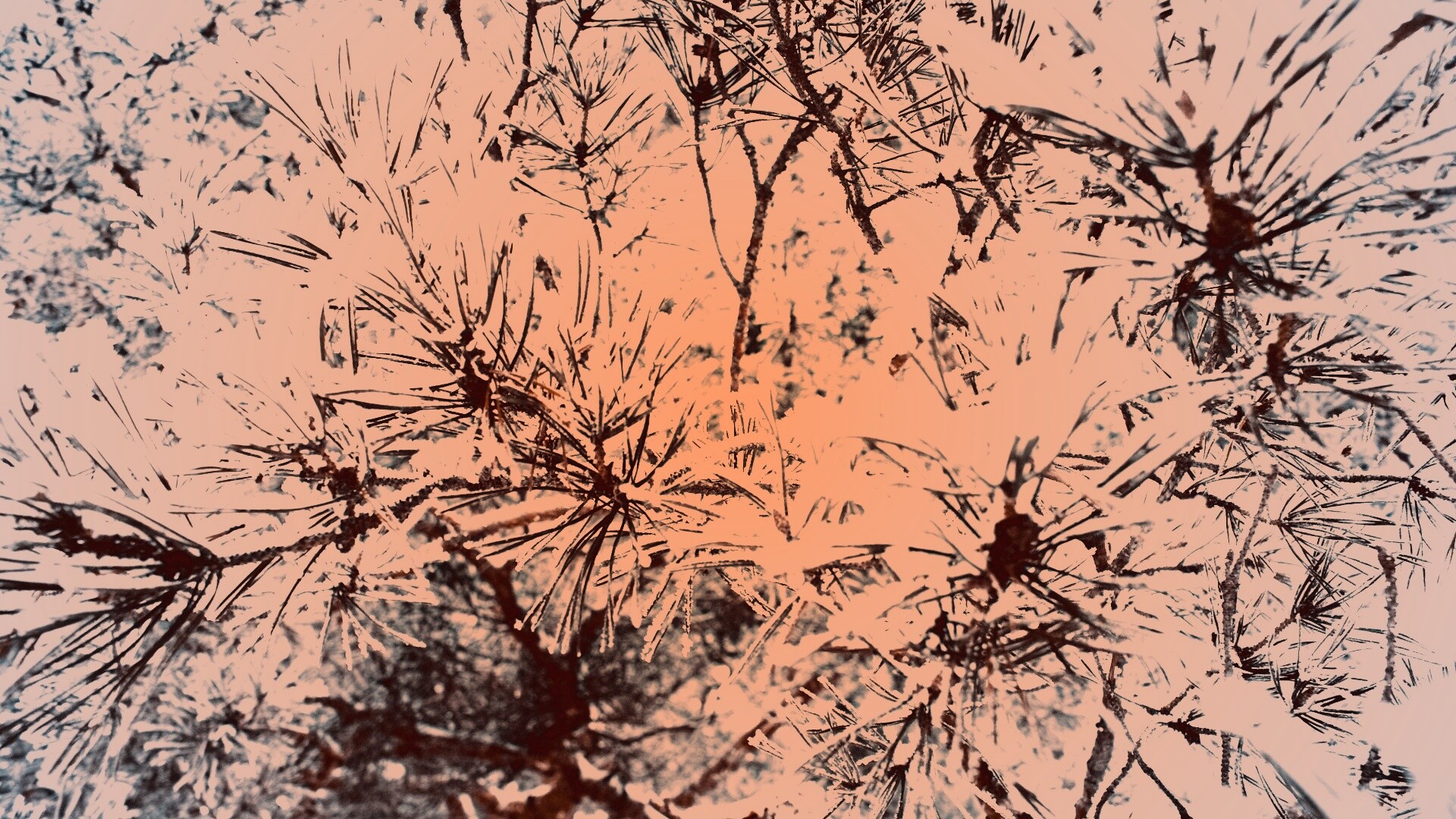 Фото сосны обои