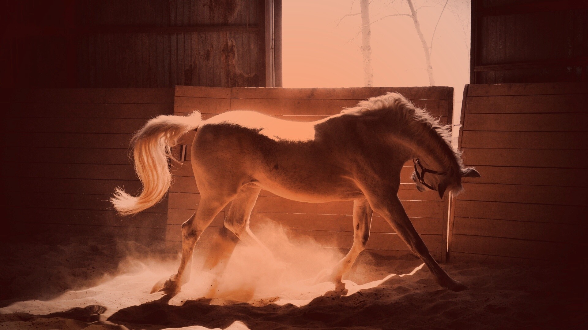 Белая лошадь в загоне обои