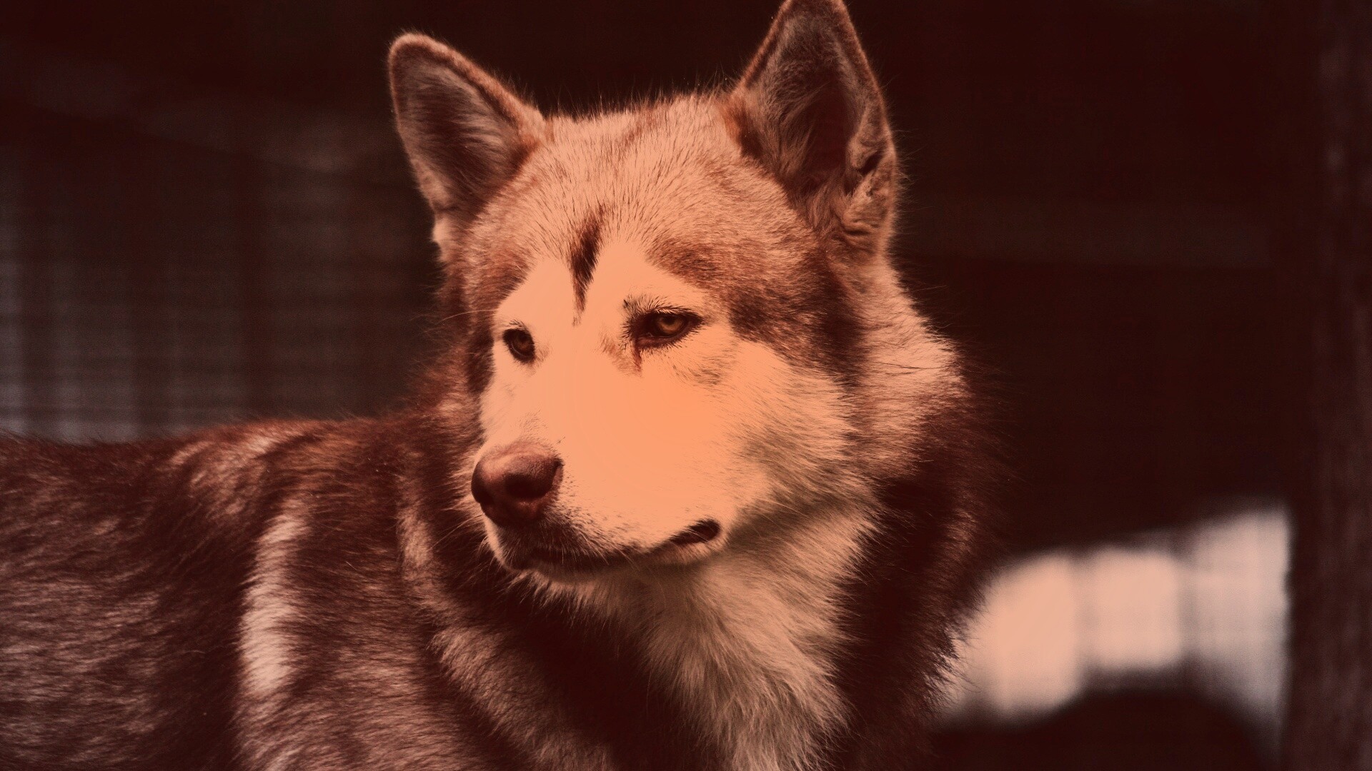 Собака с грустным взглядом обои