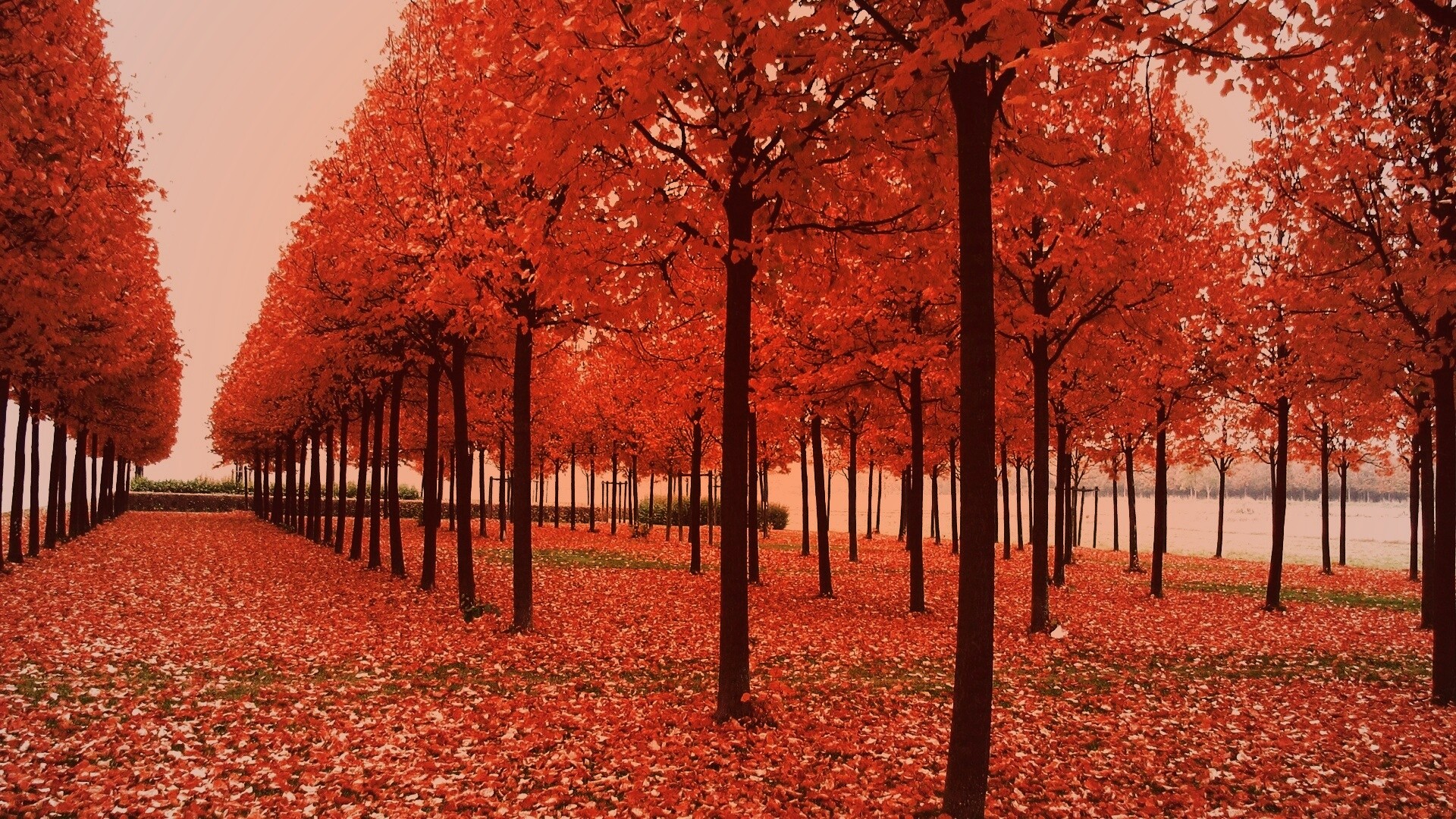 Скачать бесплатно осень обои