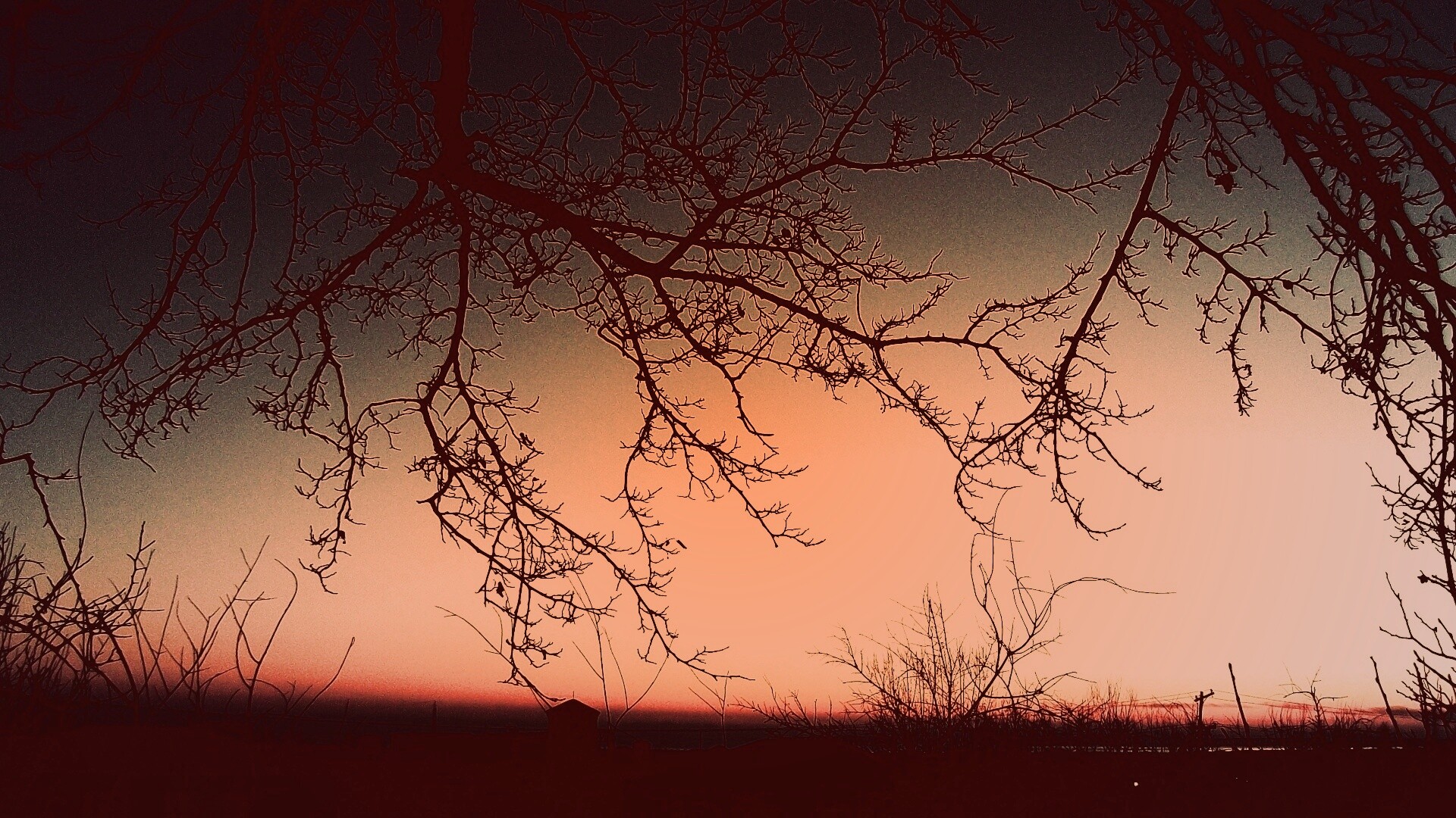 Закат сквозь ветки деревьев обои