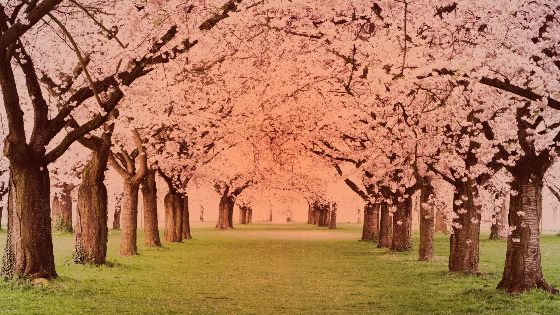 Розовая аллея обои