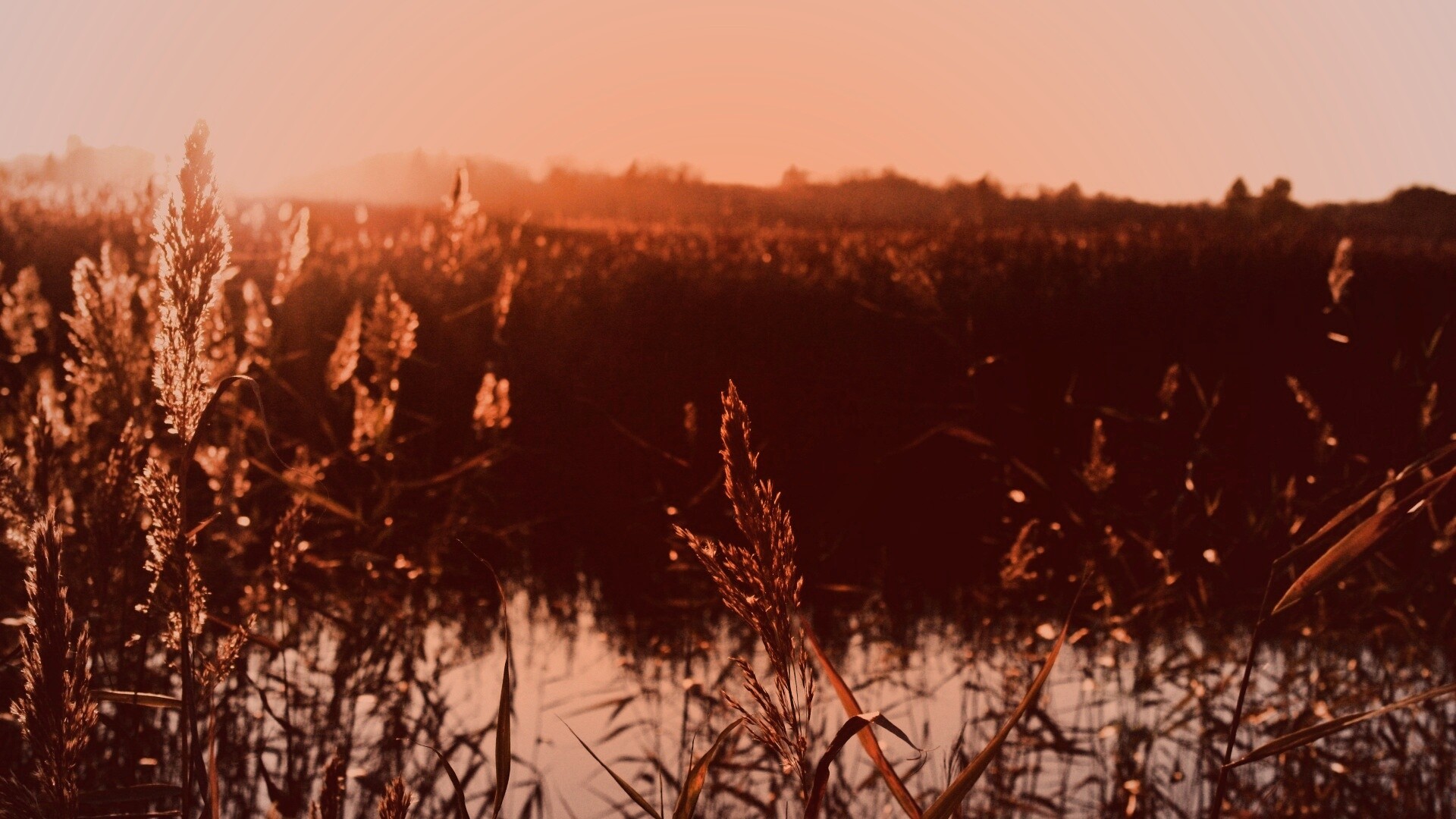 Заросшее озеро обои