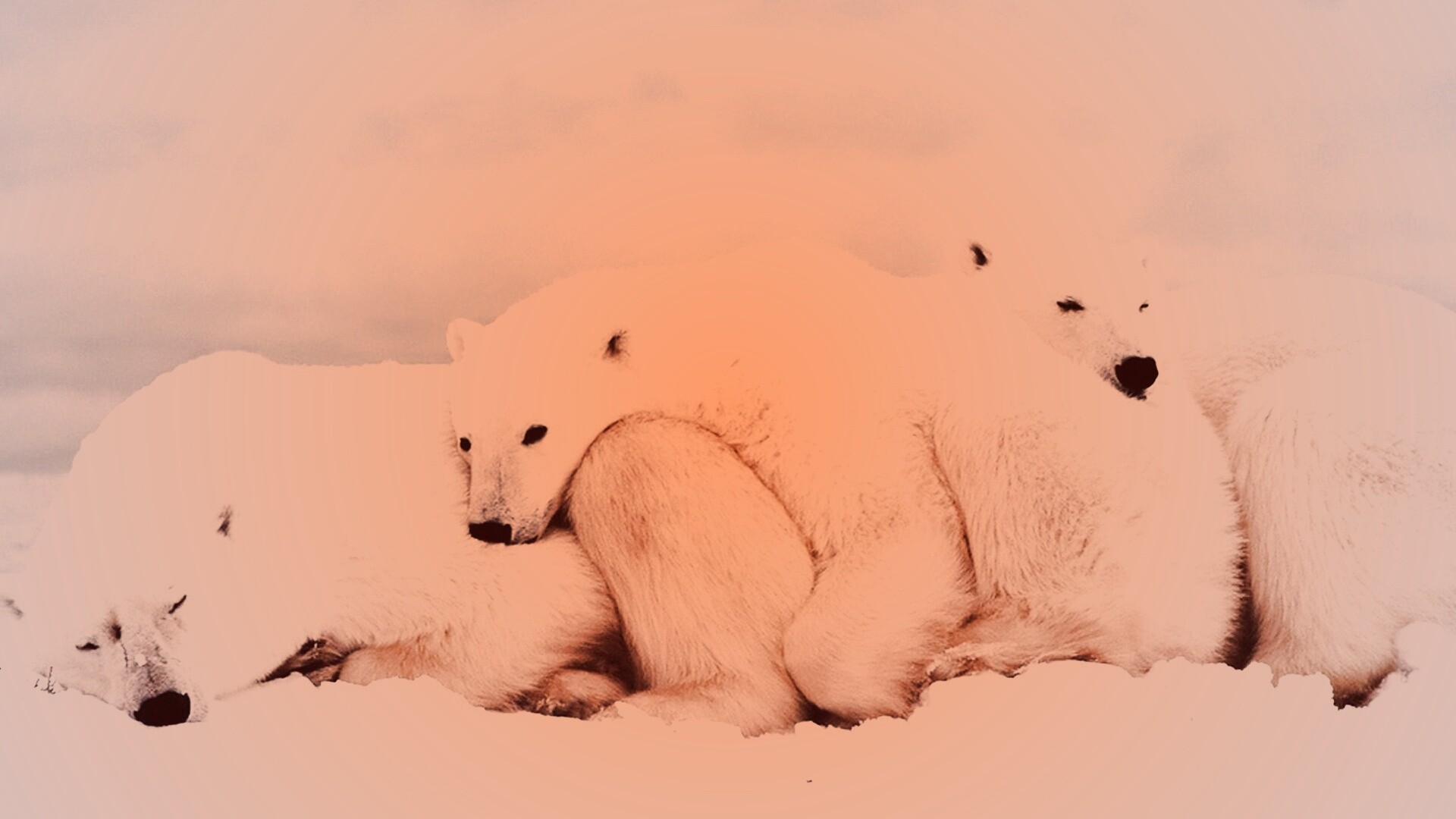 Белые мишки спят обои