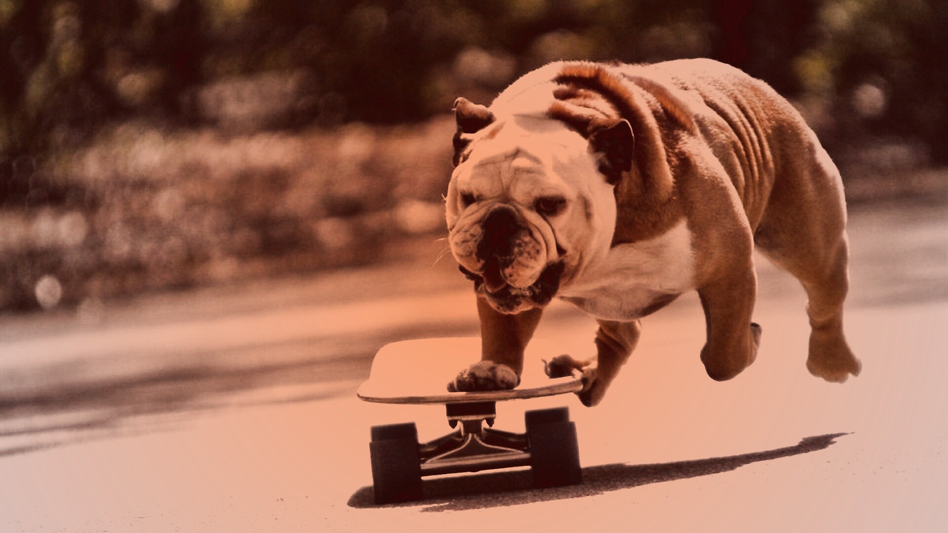 Собака на скейтборде обои