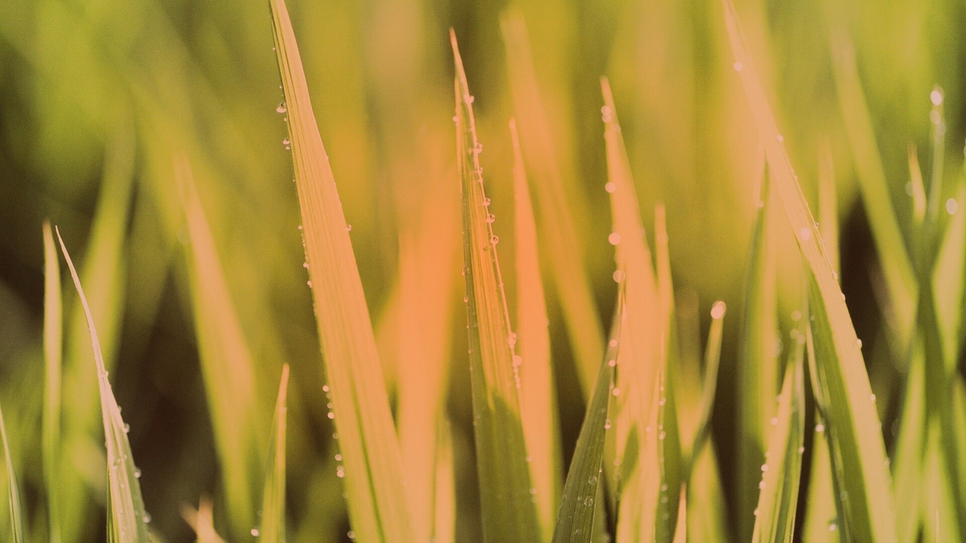 Яркая зеленая трава обои