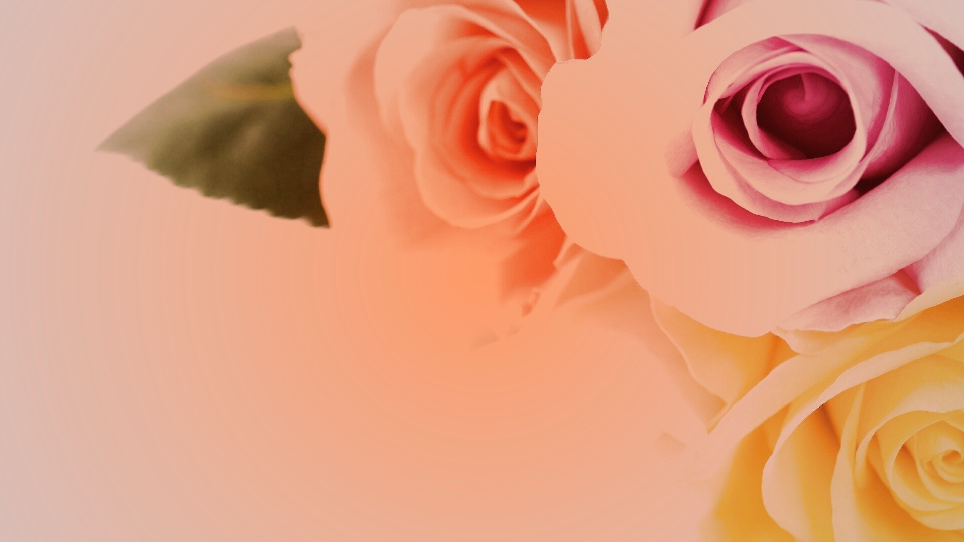 Букет разноцветных роз обои