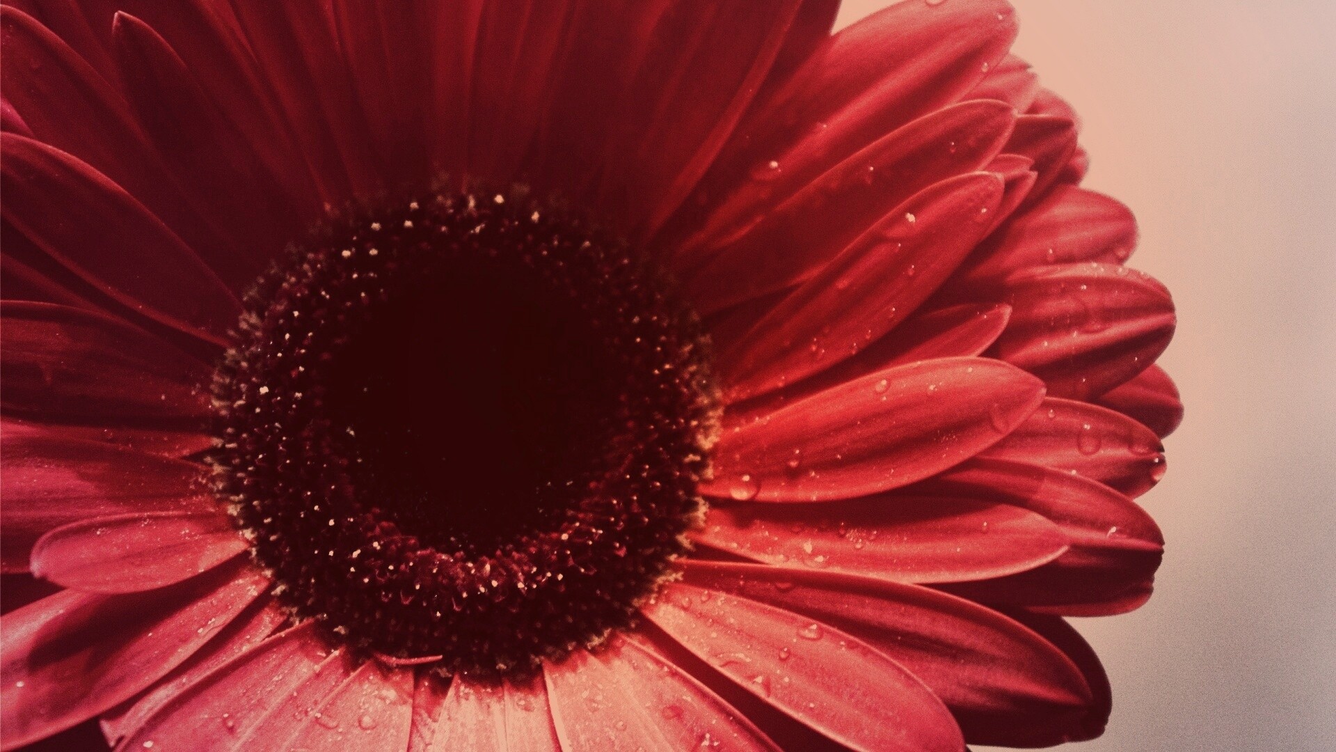 Красная гербера обои