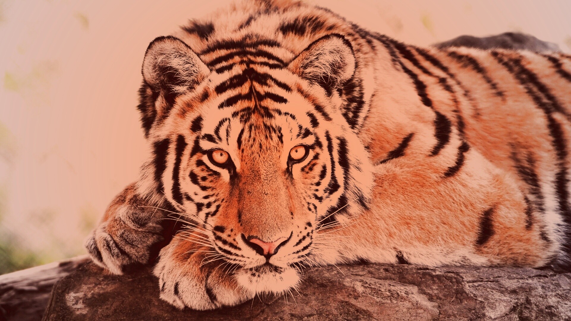 Большая полосатая кошка обои