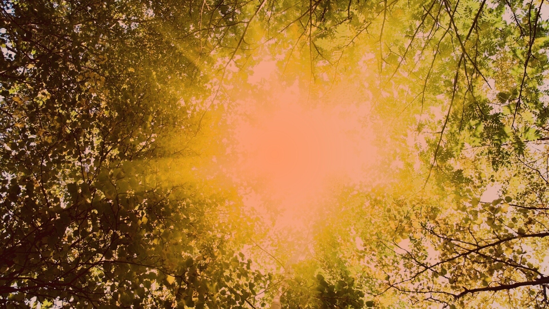 Яркий зеленоватый свет пробивающийся сквозь листву обои