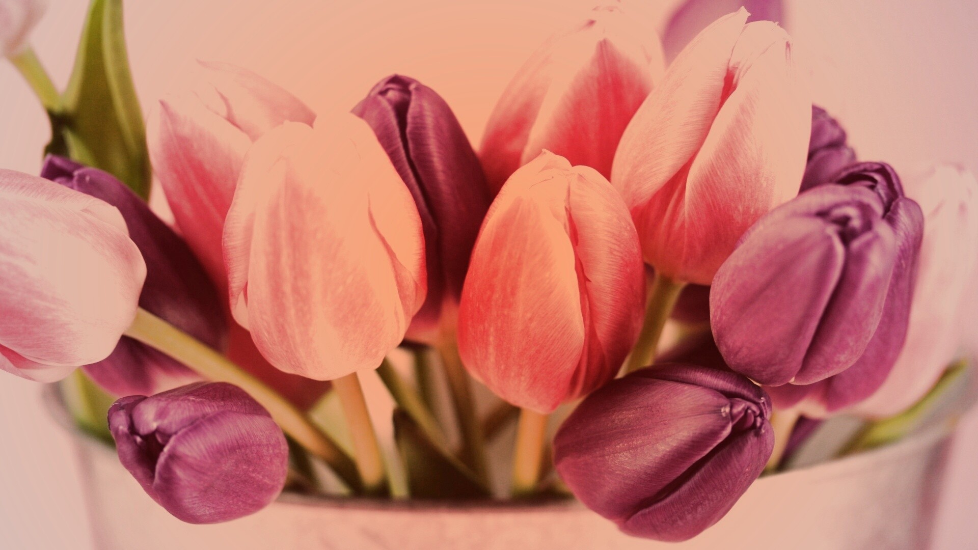 Розовые и фиолетовые тюльпаны обои