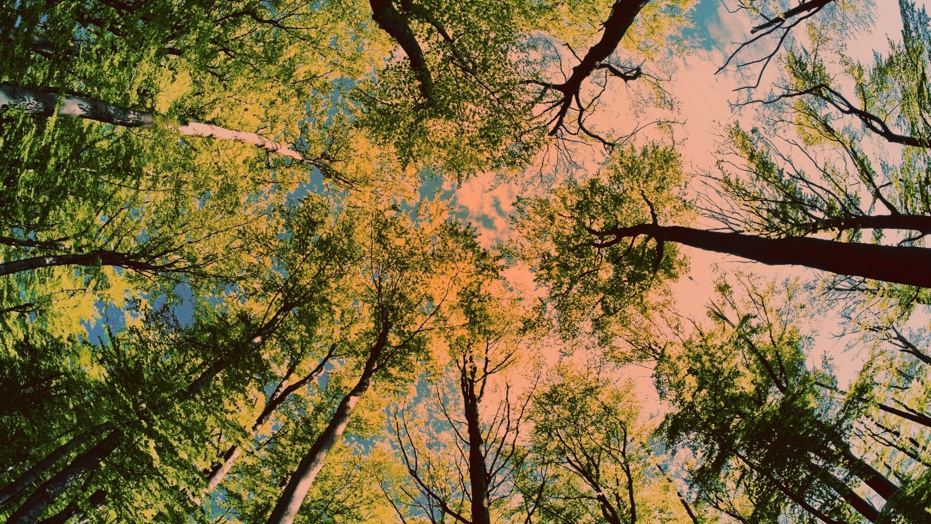 Кроны деревьев обои