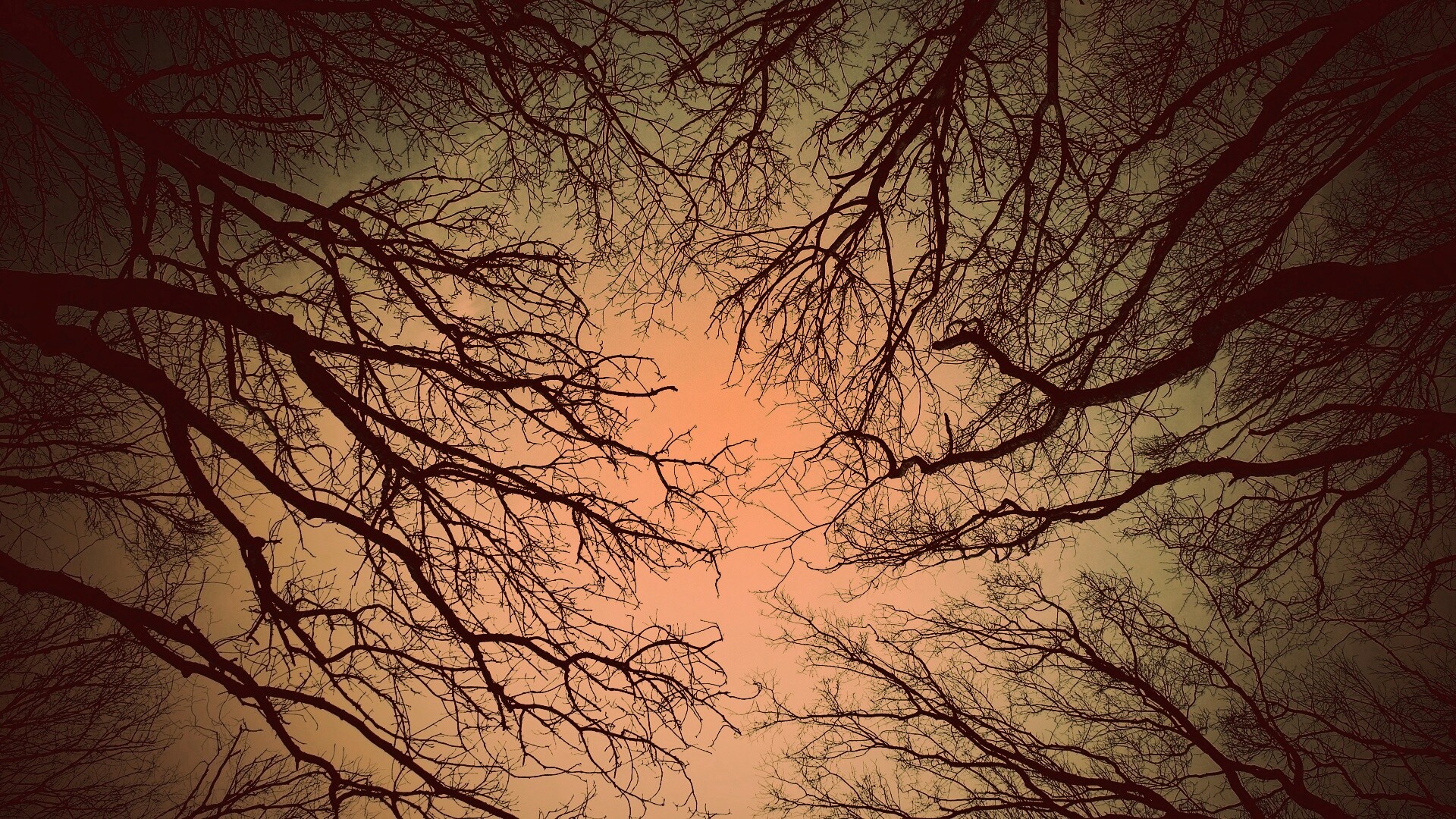 Голые кроны деревьев на фоне неба обои