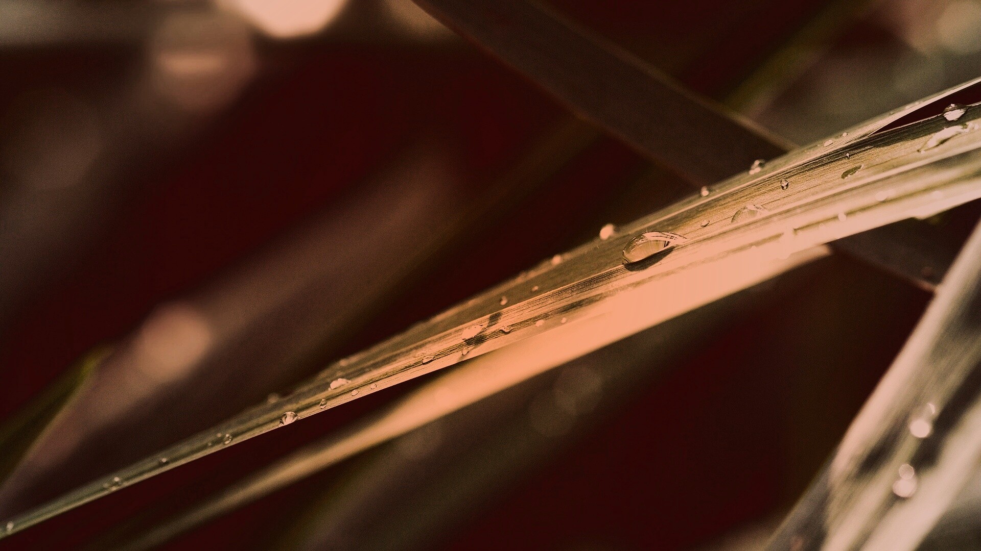 Капли росы на листе обои