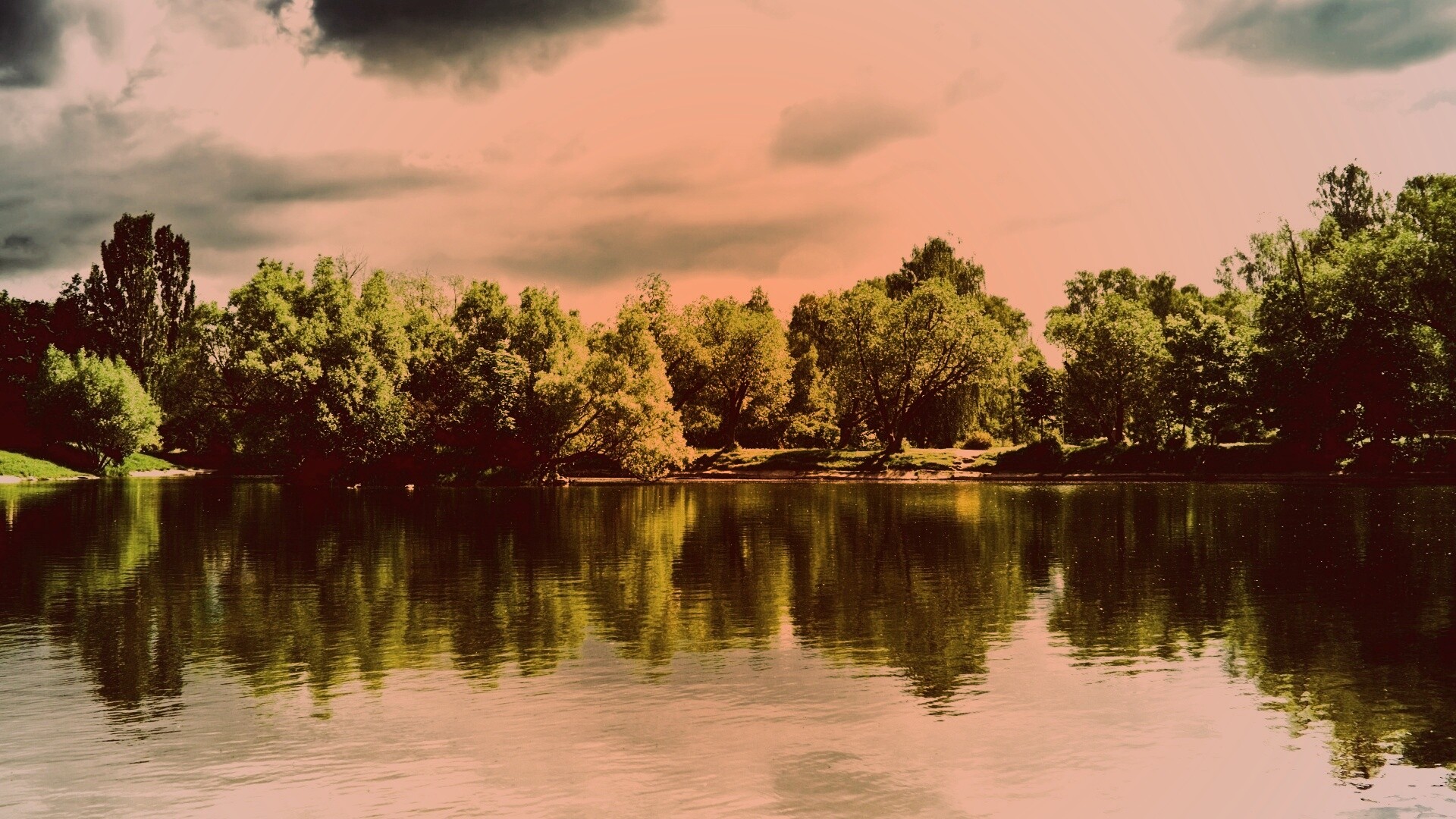 Деревья на берегу озера обои