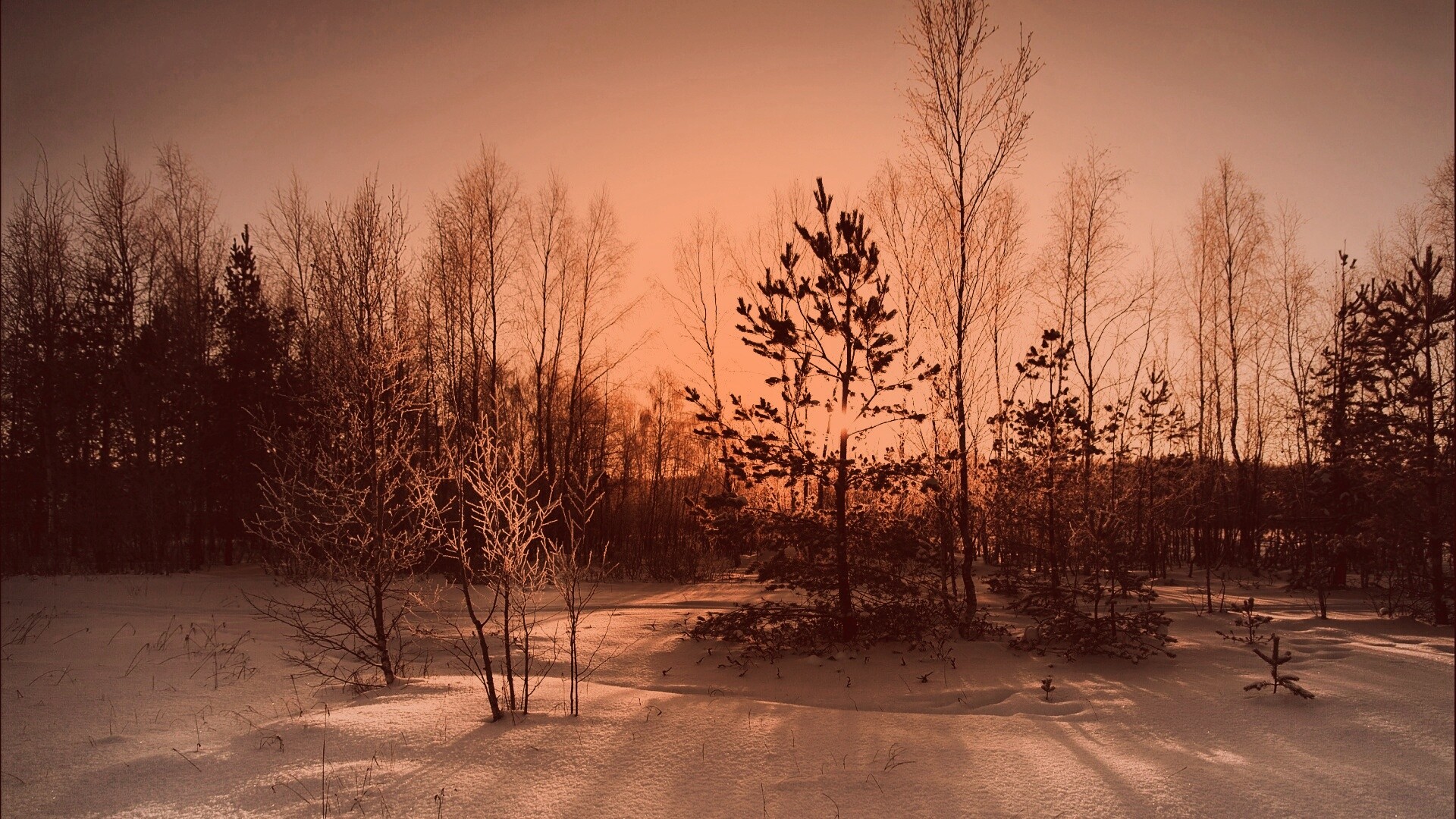 Зимний лес обои