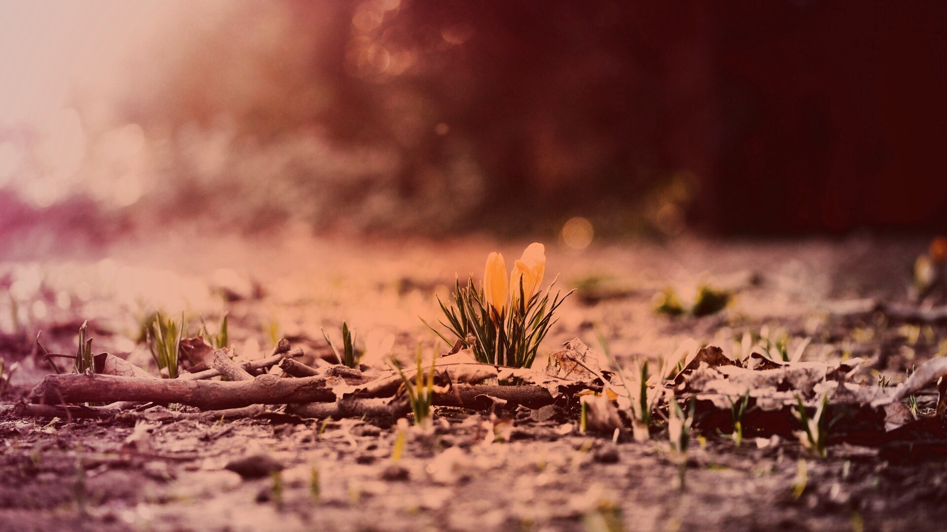 Весенняя трава и цветы обои