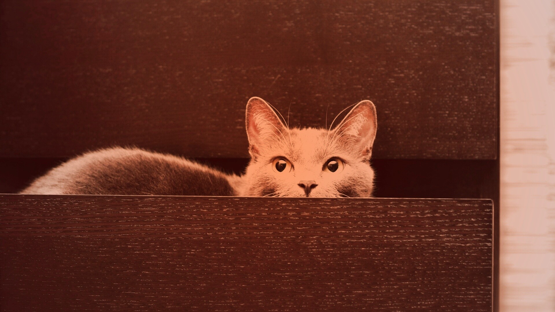 Кот в ящике комода обои