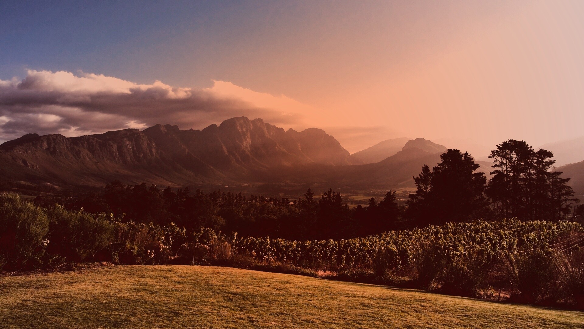 Виноградники в Африке обои