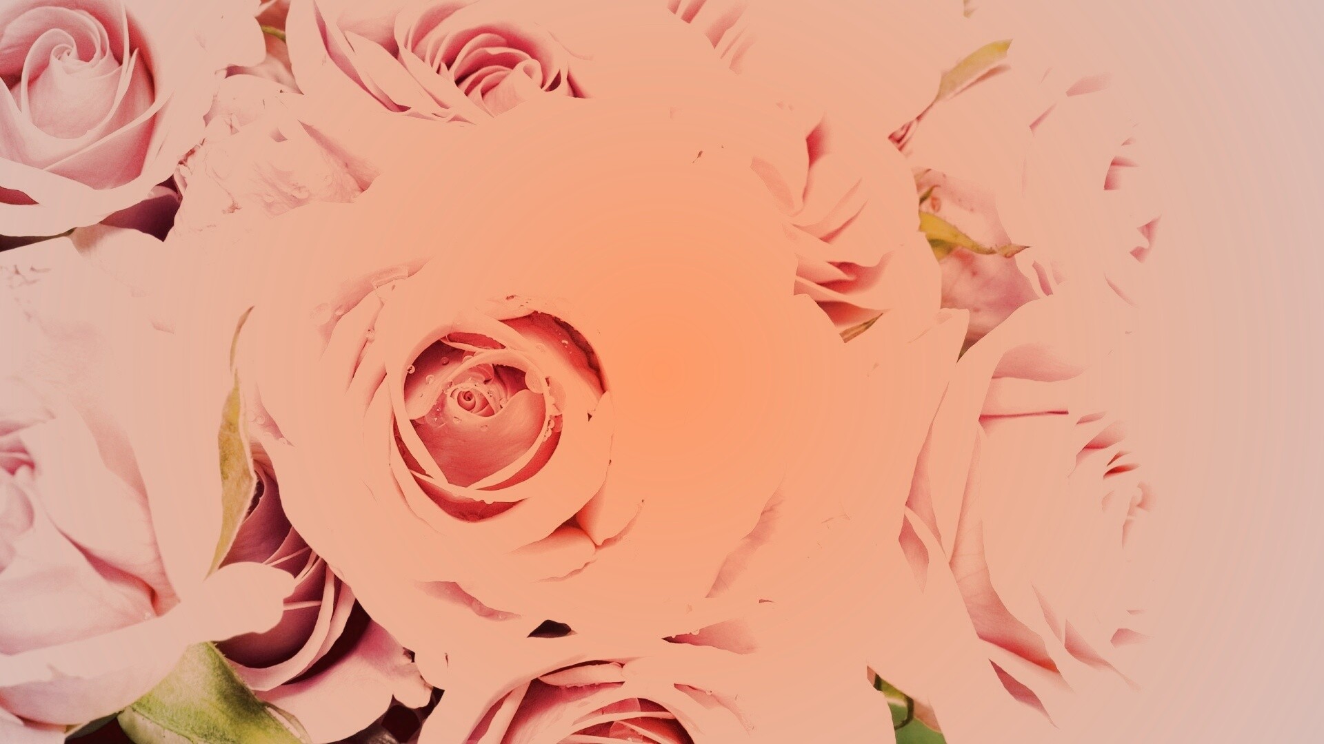 Букет розовых роз обои