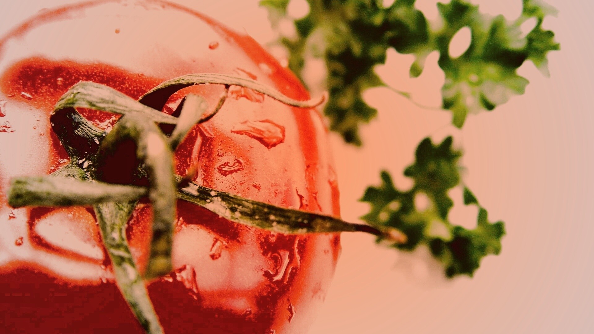 Свежая помидорка обои