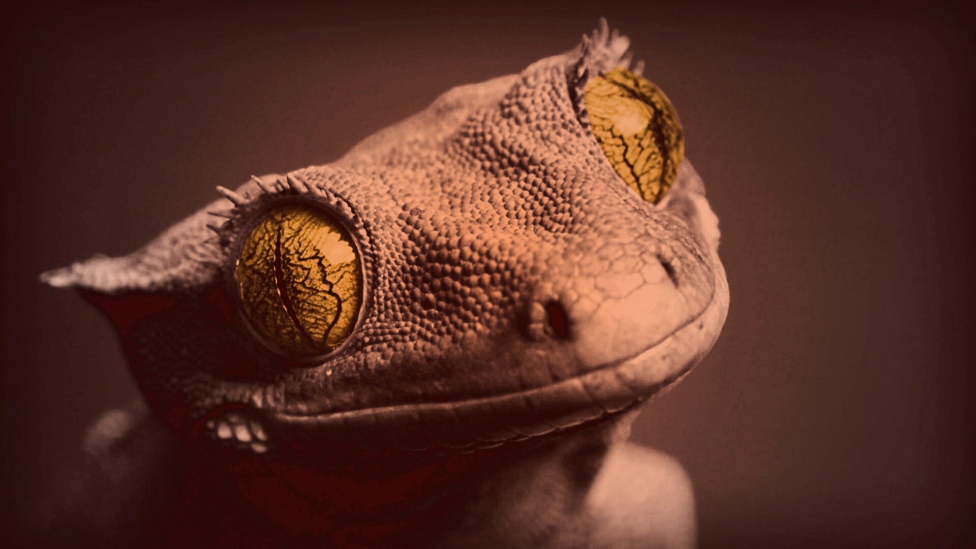 Ящерка обои