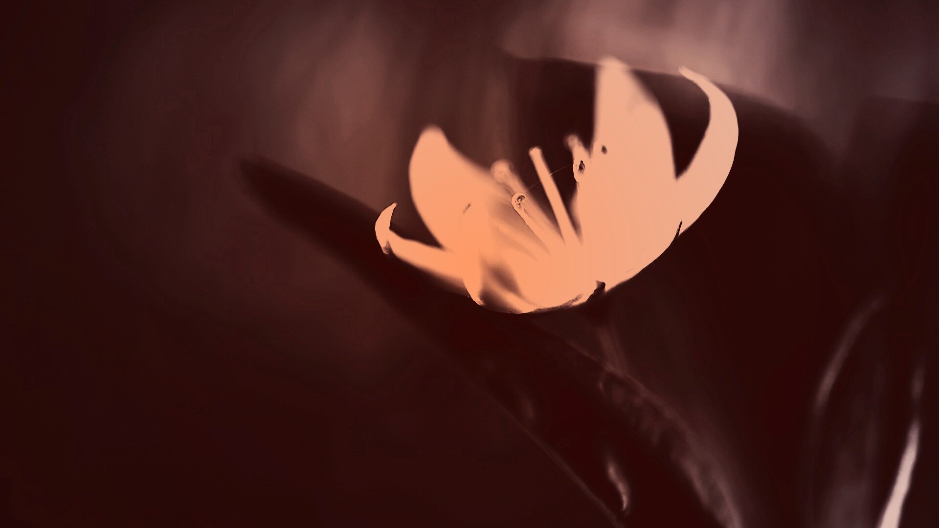 Белый цветок обои