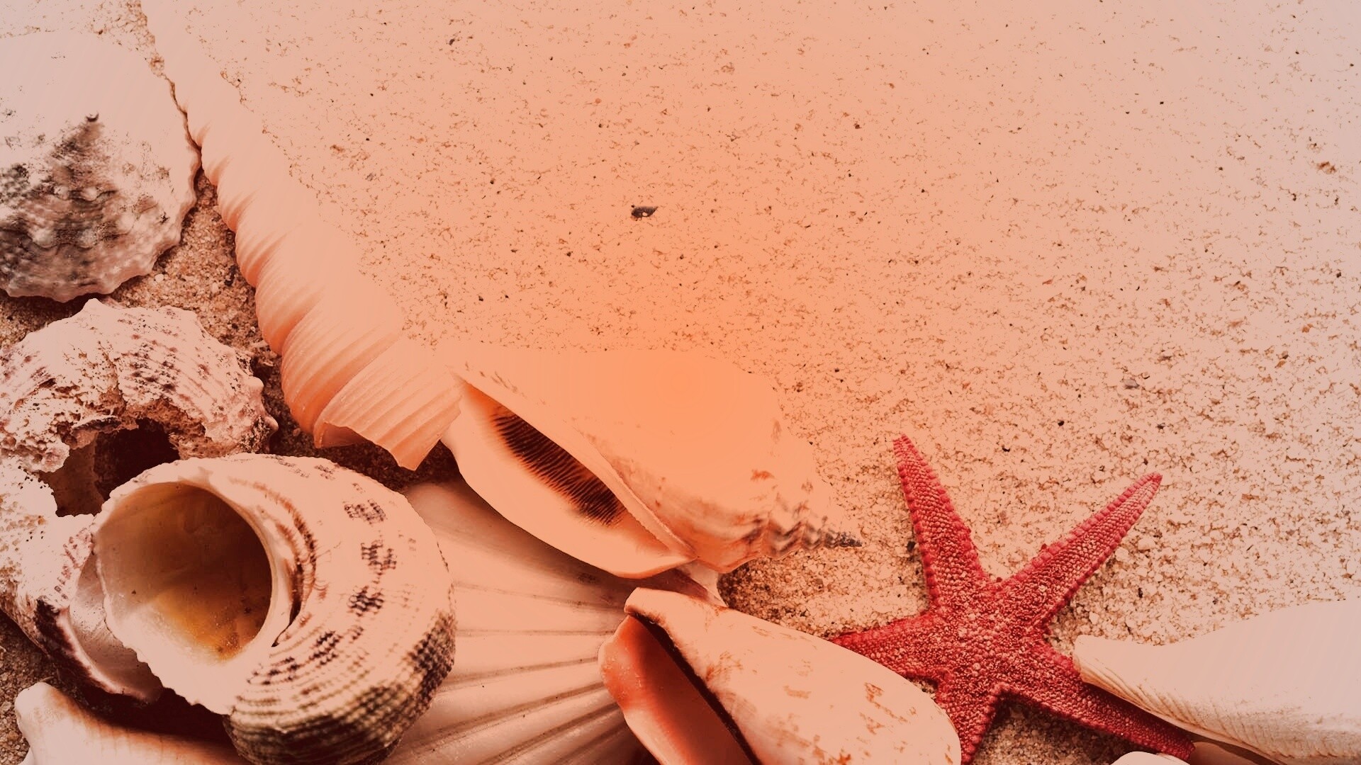 Морские раковины и звезды обои